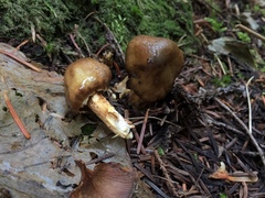 Cortinarius pinguis