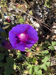 Ipomoea orizabensis collina