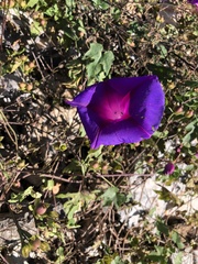 Ipomoea orizabensis collina