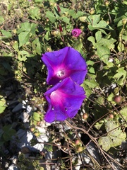 Ipomoea orizabensis collina