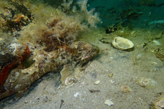 Aploactisoma milesii