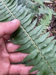 Blechnum occidentale