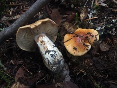 Phlegmacium variosimile