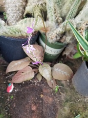 Pseuderanthemum alatum