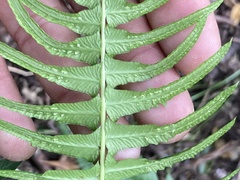 Blechnum occidentale