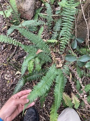 Blechnum occidentale