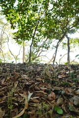 Cheirostylis notialis