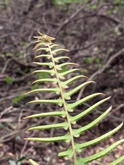 Blechnum occidentale