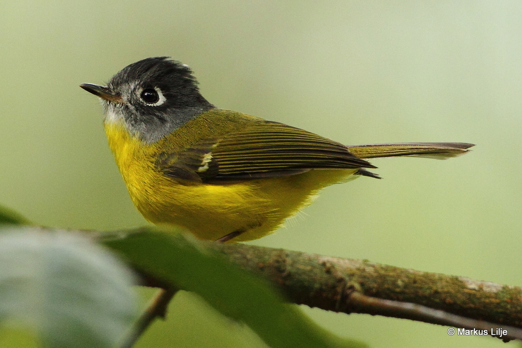 Gray-cheeked Warbler (Phylloscopus poliogenys) photo