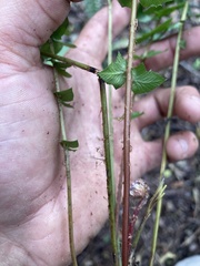 Blechnum occidentale