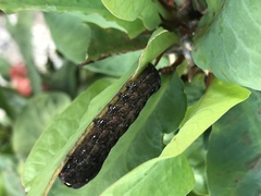 Spodoptera