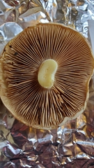 Cortinarius citrinifolius