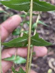 Blechnum occidentale