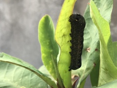 Spodoptera