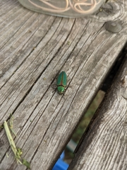 Buprestis aurulenta