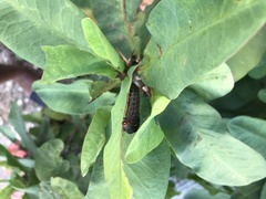 Spodoptera