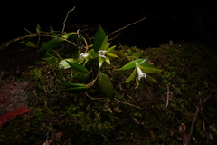 Dendrobium pugioniforme