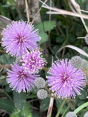 Mimosa axillarioides