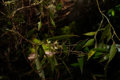 Plectorrhiza tridentata