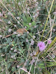 Mimosa axillarioides