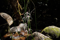Dendrobium teretifolium fairfaxii