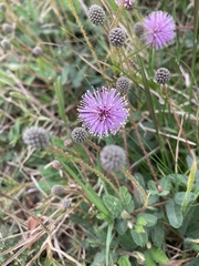 Mimosa axillarioides