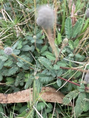 Mimosa axillarioides