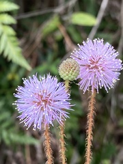 Mimosa schleidenii