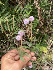 Mimosa schleidenii