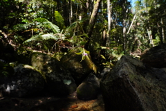 Dendrobium pugioniforme