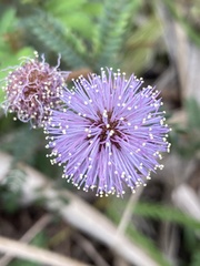 Mimosa schleidenii