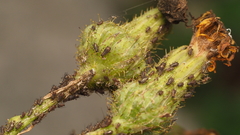 Hyperomyzus lactucae