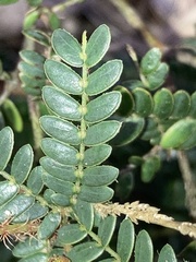 Mimosa schleidenii