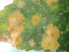 Cephaleuros lagerheimii