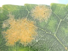 Cephaleuros lagerheimii