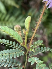 Mimosa schleidenii