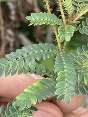 Mimosa schleidenii