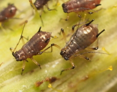 Hyperomyzus lactucae