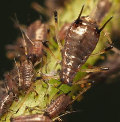 Hyperomyzus lactucae