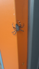 Araneus diadematus