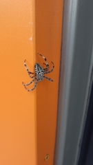 Araneus diadematus