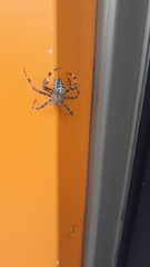 Araneus diadematus