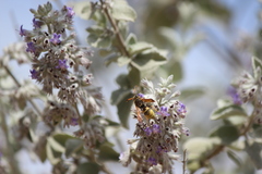 Ancistrocerus lineativentris