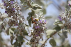 Ancistrocerus lineativentris
