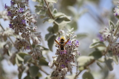 Ancistrocerus lineativentris