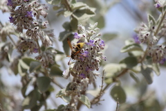 Ancistrocerus lineativentris