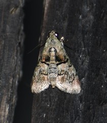 Macalla glastianalis