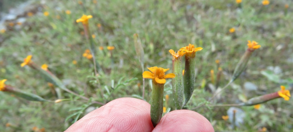 Tagetes dombeyi