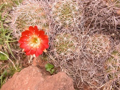 Lobivia hertrichiana