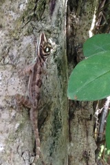 Anolis lucius